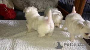 Photo №4. Je vais vendre bichon maltais en ville de Barsel.  - prix - 580€