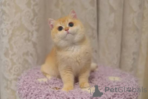 Photo №2 de l'annonce № 173780 de la vente british shorthair - acheter à La Grande-Bretagne annonce privée, éleveur