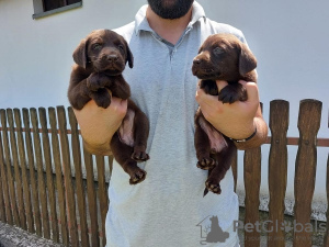 Photos supplémentaires: Labrador Retriever, litière brun chocolat