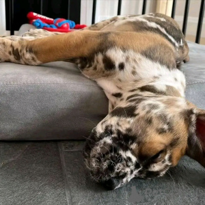 Photo №2 de l'annonce № 139071 de la vente dogue allemand - acheter à Allemagne éleveur