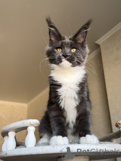 Photo №1. maine coon - à vendre en ville de Ettelbryuk | négocié | Annonce № 156488