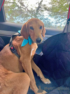 Photo №2 de l'annonce № 159233 de la vente chien bâtard - acheter à Fédération de Russie annonce privée