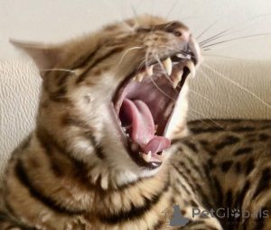 Photo №3. Chat bengale chat bengale. Georgia