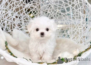 Photo №2 de l'annonce № 161136 de la vente  - acheter à USA 