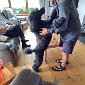 Photo №2 de l'annonce № 170271 de la vente caniche (jouet) - acheter à USA annonce privée