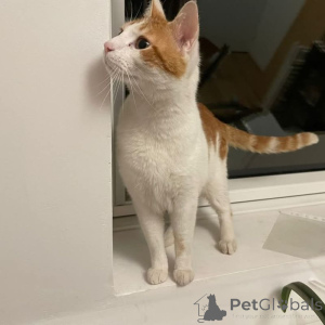 Photo №2 de l'annonce № 145314 de la vente european à poil ras - acheter à France de l'abri