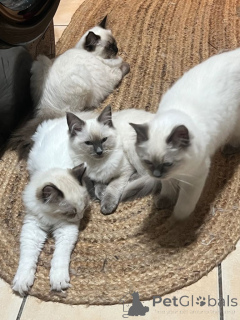 Photo №1. ragdoll - à vendre en ville de Chicago | 969€ | Annonce № 161380