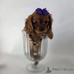 Photo №2 de l'annonce № 155573 de la vente cavalier king charles spaniel - acheter à Islande annonce privée