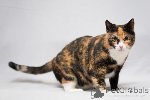 Photo №3. La magnifique Ulyana est à la recherche d'une maison !. Fédération de Russie