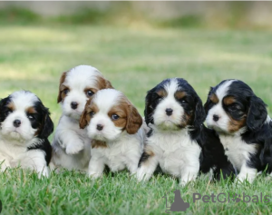 Photo №1. cavalier king charles spaniel - à vendre en ville de Stockholm | négocié | Annonce №113190