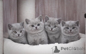 Photo №1. british shorthair - à vendre en ville de Varsovie | 250€ | Annonce № 155826