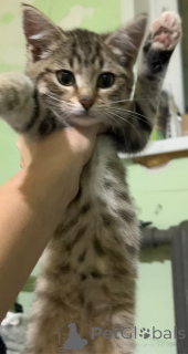 Photo №2 de l'annonce № 156080 de la vente  - acheter à Fédération de Russie 