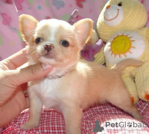 Photo №1. chihuahua - à vendre en ville de Berlin | négocié | Annonce №124947