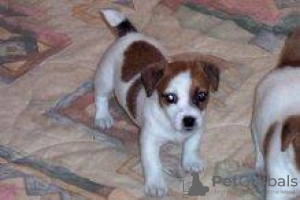 Photo №2 de l'annonce № 97010 de la vente jack russell terrier - acheter à La Grande-Bretagne annonce privée
