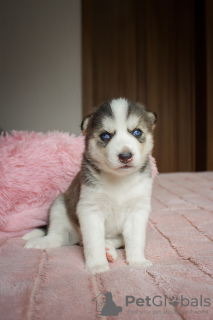 Photo №4. Je vais vendre husky de sibérie en ville de Poltava. annonce privée, de la fourrière - prix - 182€