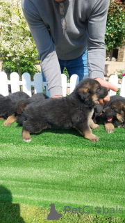 Photo №1. chien à loutre - à vendre en ville de Belgrade | négocié | Annonce №139067
