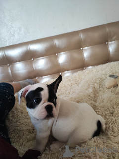 Photo №1. bouledogue - à vendre en ville de Würzburg | 404€ | Annonce №128253