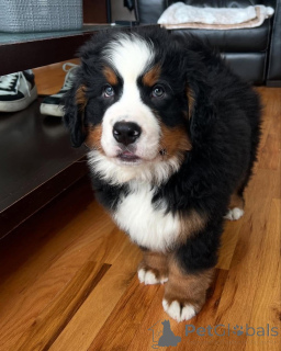 Photo №1.  - à vendre en ville de Washington | négocié | Annonce №162031