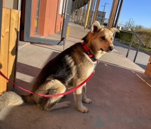 Photo №2 de l'annonce № 104679 de la vente chien bâtard - acheter à Fédération de Russie annonce privée