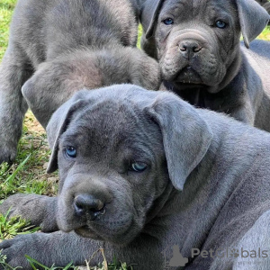 Photo №1. cane corso - à vendre en ville de Dijon | 340€ | Annonce №31689