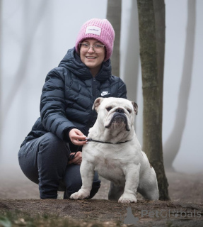 Photo №1. bulldog anglais - à vendre en ville de Ljig | négocié | Annonce №141884
