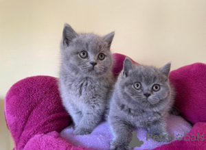 Photo №1. british shorthair - à vendre en ville de Las palmas de gran canaria | négocié | Annonce № 176438