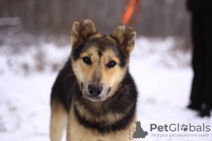 Photo №2 de l'annonce № 90680 de la vente chien bâtard - acheter à Fédération de Russie de l'abri