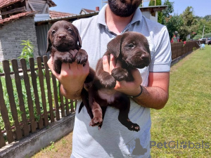 Photo №4. Je vais vendre labrador retriever en ville de Koceljeva.  - prix - négocié