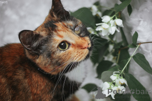 Photo №1.  - à vendre en ville de Minsk | Gratuit | Annonce № 162830