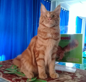 Photo №2 de l'annonce № 2131 de la vente maine coon - acheter à Fédération de Russie éleveur