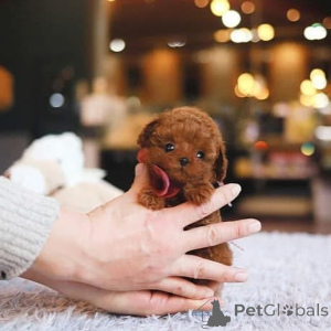 Photo №1. bichon maltais - à vendre en ville de Bradenton | négocié | Annonce №154338