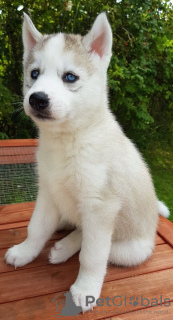 Photo №3. Chiots Husky Sibérien mâles et femelles testés à vendre. Pays Bas