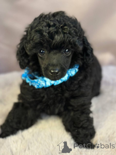 Photo №3. Chiot de caniche jouet élégant. Serbie