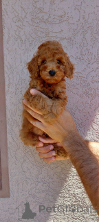 Photo №4. Je vais vendre caniche (jouet) en ville de Belgrade. annonce privée - prix - négocié