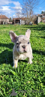 Photo №3. Chiots Bouledogue Français Merle. Serbie