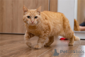 Photo №3. Le chat roux est entre de bonnes mains.. Fédération de Russie