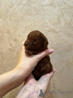 Photo №2 de l'annonce № 154838 de la vente caniche (jouet) - acheter à Fédération de Russie éleveur