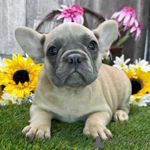 Photo №1. bouledogue - à vendre en ville de Glasgow | Gratuit | Annonce №151789