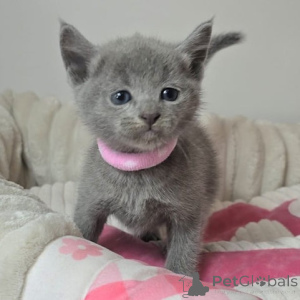 Photo №1. british shorthair - à vendre en ville de Harleva | négocié | Annonce № 159881