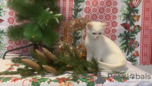 Photo №2 de l'annonce № 55261 de la vente british shorthair - acheter à Fédération de Russie annonce privée, éleveur