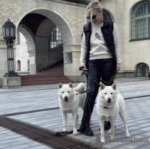 Photo №2 de l'annonce № 41382 de la vente hokkaïdo (chien) - acheter à Fédération de Russie de la fourrière