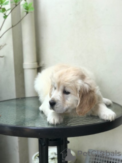 Photo №2 de l'annonce № 133077 de la vente golden retriever - acheter à Pays Bas 