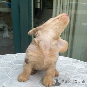 Photo №4. Je vais vendre teckel en ville de Pékin. annonce privée - prix - 533€