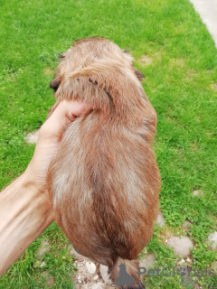 Photos supplémentaires: Chiots Shork à la recherche d'un nouveau foyer.