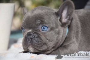 Photos supplémentaires: Vendre des chiens bouledogues français