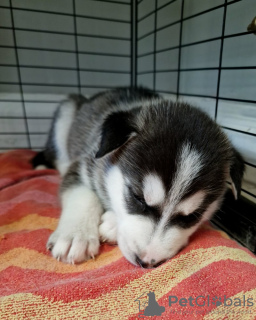 Photo №2 de l'annonce № 112312 de la vente husky de sibérie - acheter à USA annonce privée