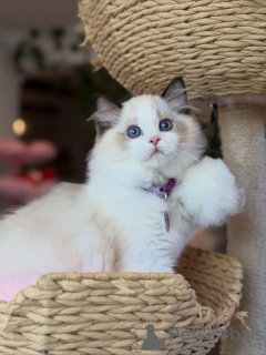Photo №1. ragdoll - à vendre en ville de Ansubrg | négocié | Annonce № 158004