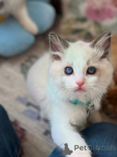 Photo №4. Je vais vendre ragdoll en ville de Venlo. éleveur - prix - négocié