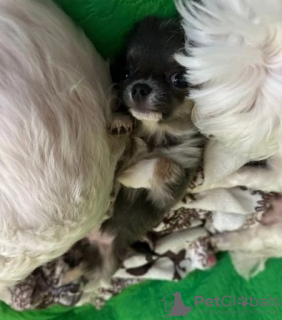 Photos supplémentaires: Chihuahua Gotova к новому дому 950 grammes pour Lubvi