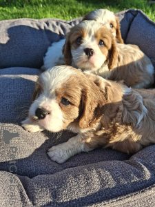 Photo №2 de l'annonce № 176035 de la vente cocker américain, cocker spaniel anglais, springer anglais, welsh springer spaniel, épagneul d'eau irlandais, chien d'eau espagnol, mâtin espagnol, cavalier king charles spaniel, cavalier king charles spaniel, clumber spaniel, épagneul russe, épagneul tibétain - acheter à La finlande 